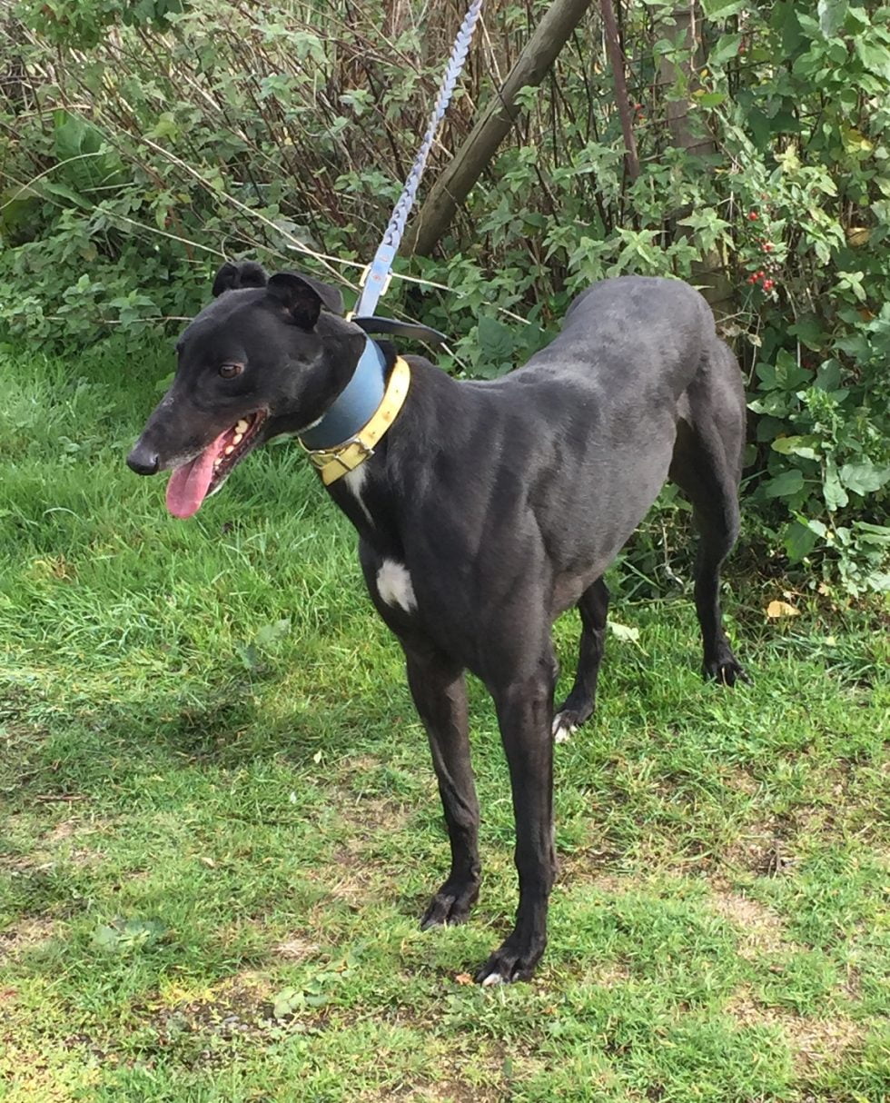 Rehomed dogs Greyhound rehoming services, Lincolnshire Greyhound Trust