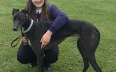 Reasons to adopt a greyhound – Jade Dewey