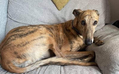 Adopting a greyhound (or 4!!) – Matt Robinson