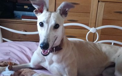 The magic of Rushmoor Molly – Julia Harrison