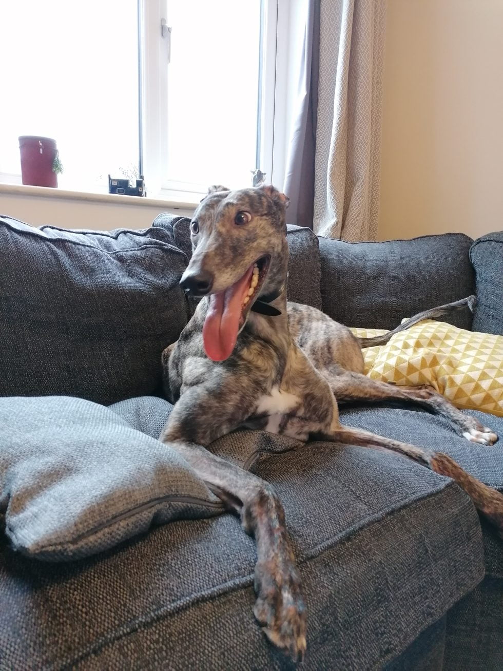 Rehomed dogs Greyhound rehoming services, Lincolnshire Greyhound Trust