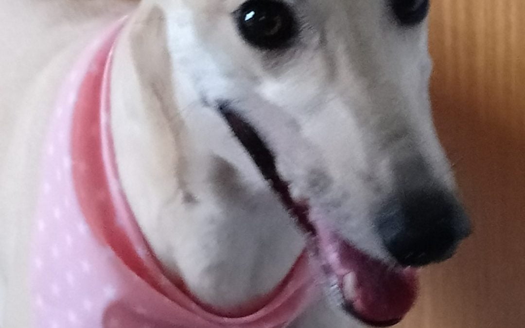 Update on Rushmoor Molly (Molly Moo) – Julia Harrison