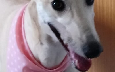 Update on Rushmoor Molly (Molly Moo) – Julia Harrison