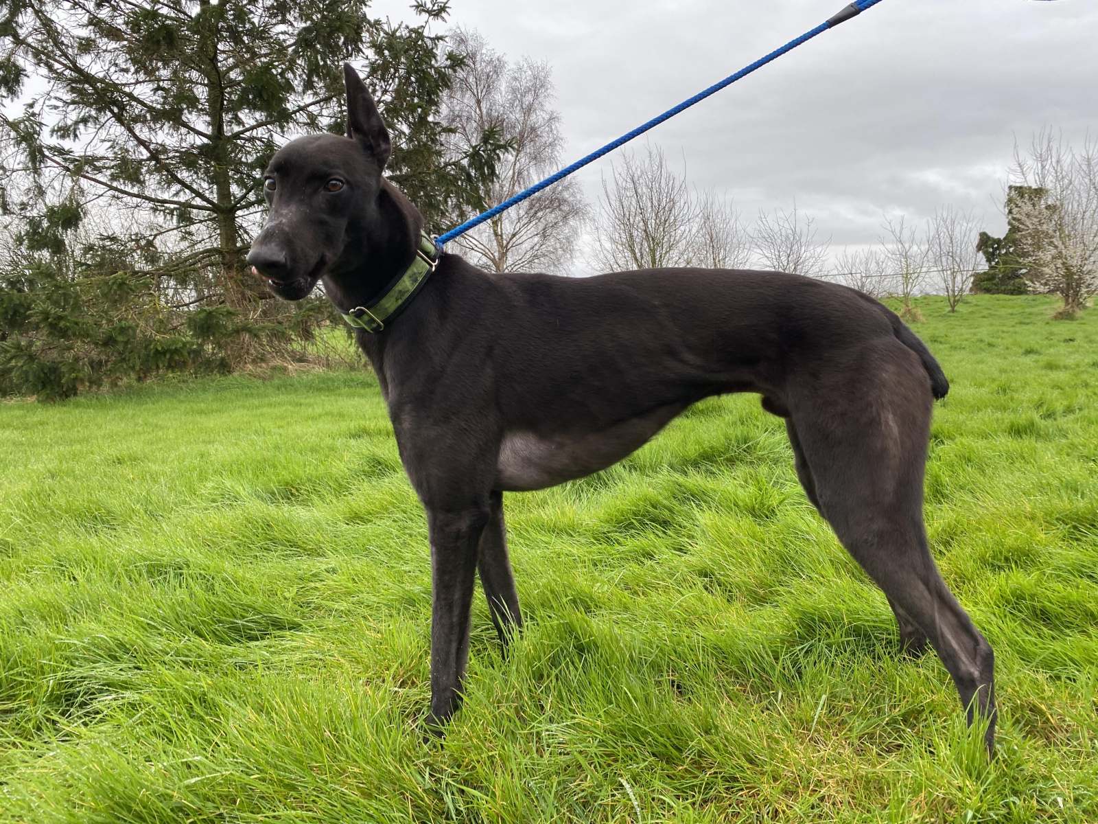 Bobby (reserved)