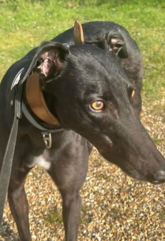 Tommy the second (homed 21st July)
