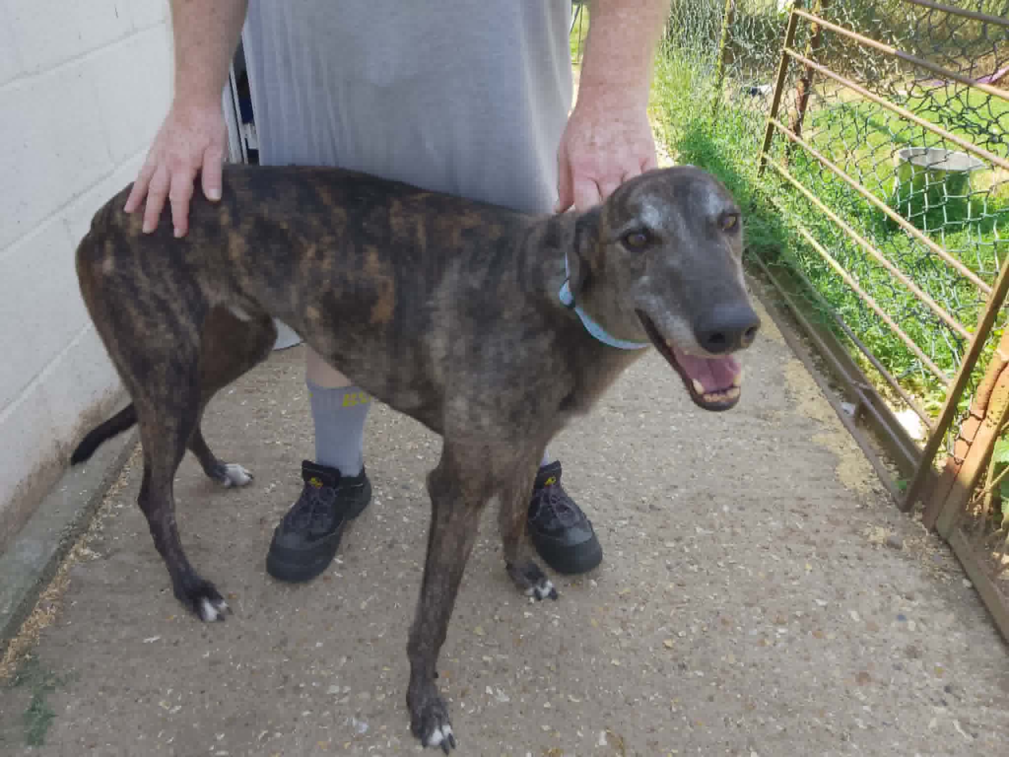 Louis (homed 12th July)