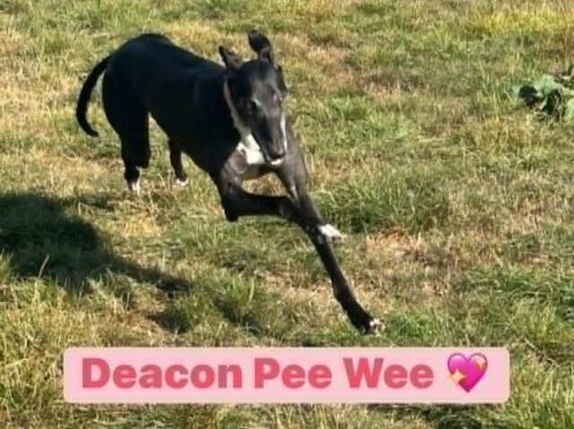 Pee Wee