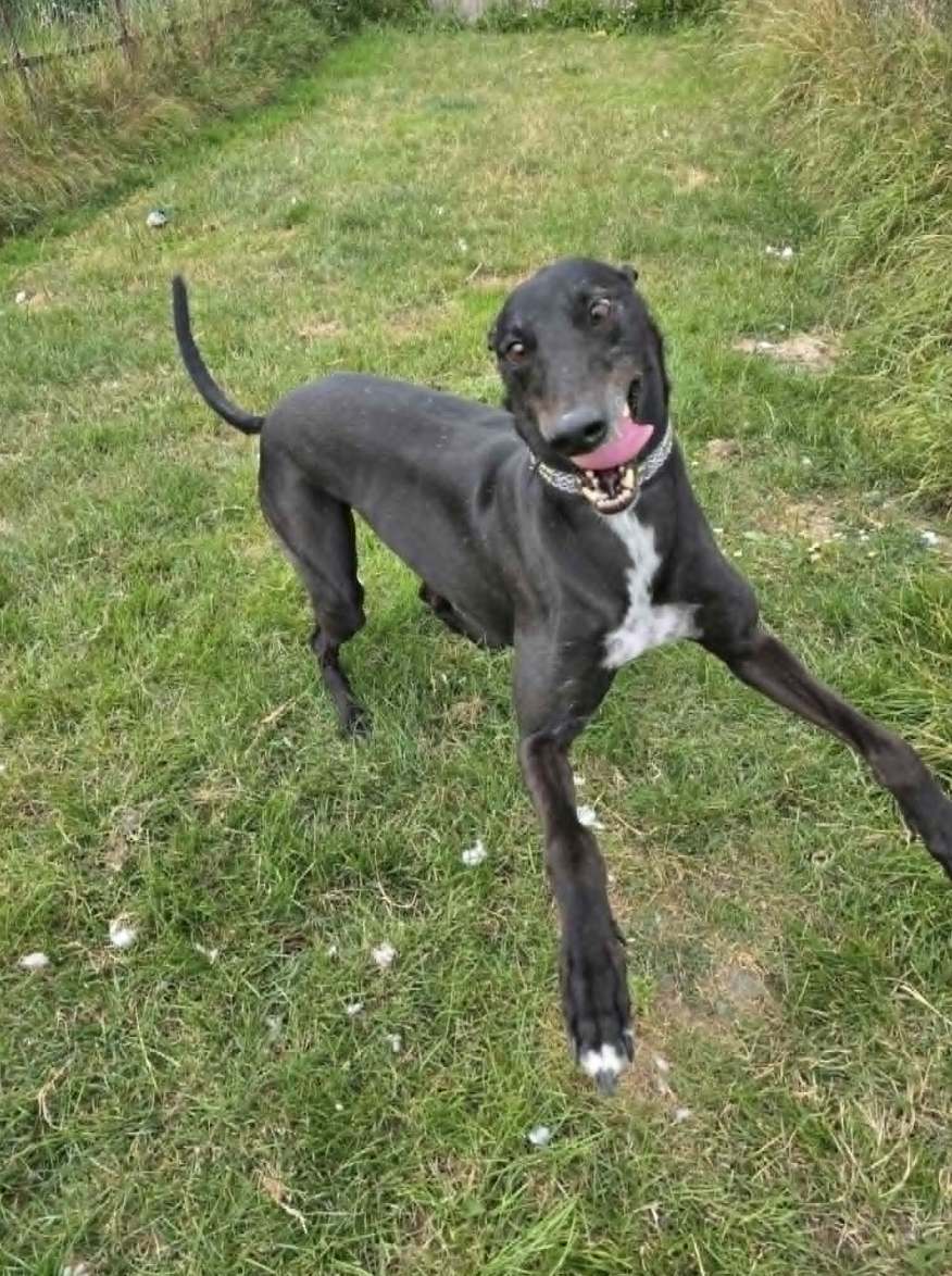 Kansas (homed 26th July)