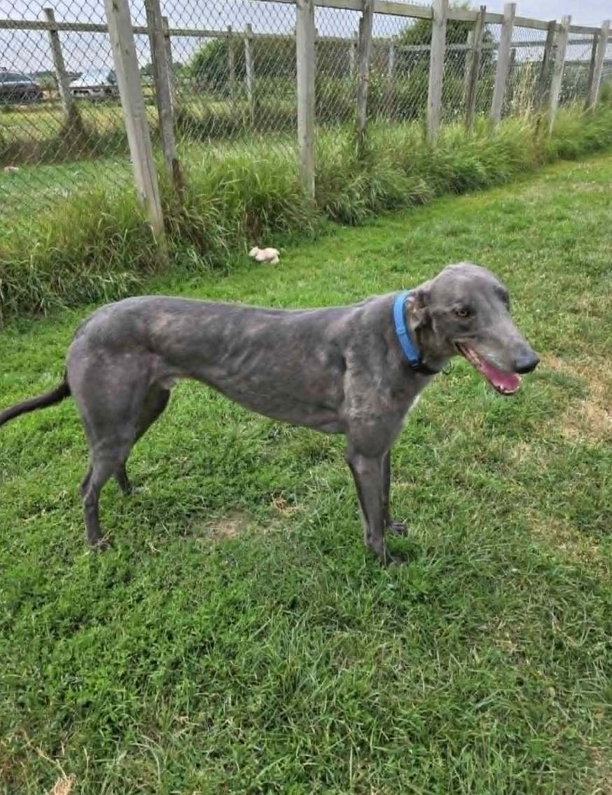 Rory (homed 25th July)