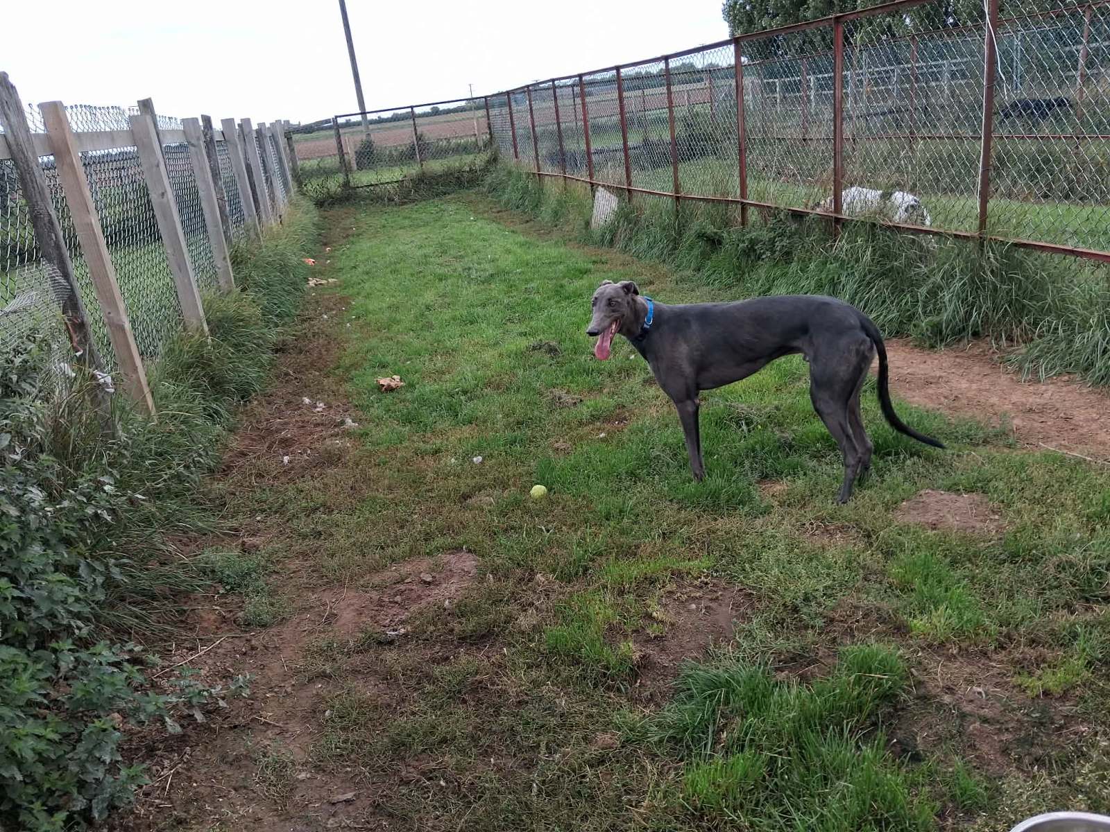 Ossie (homed 1st October)