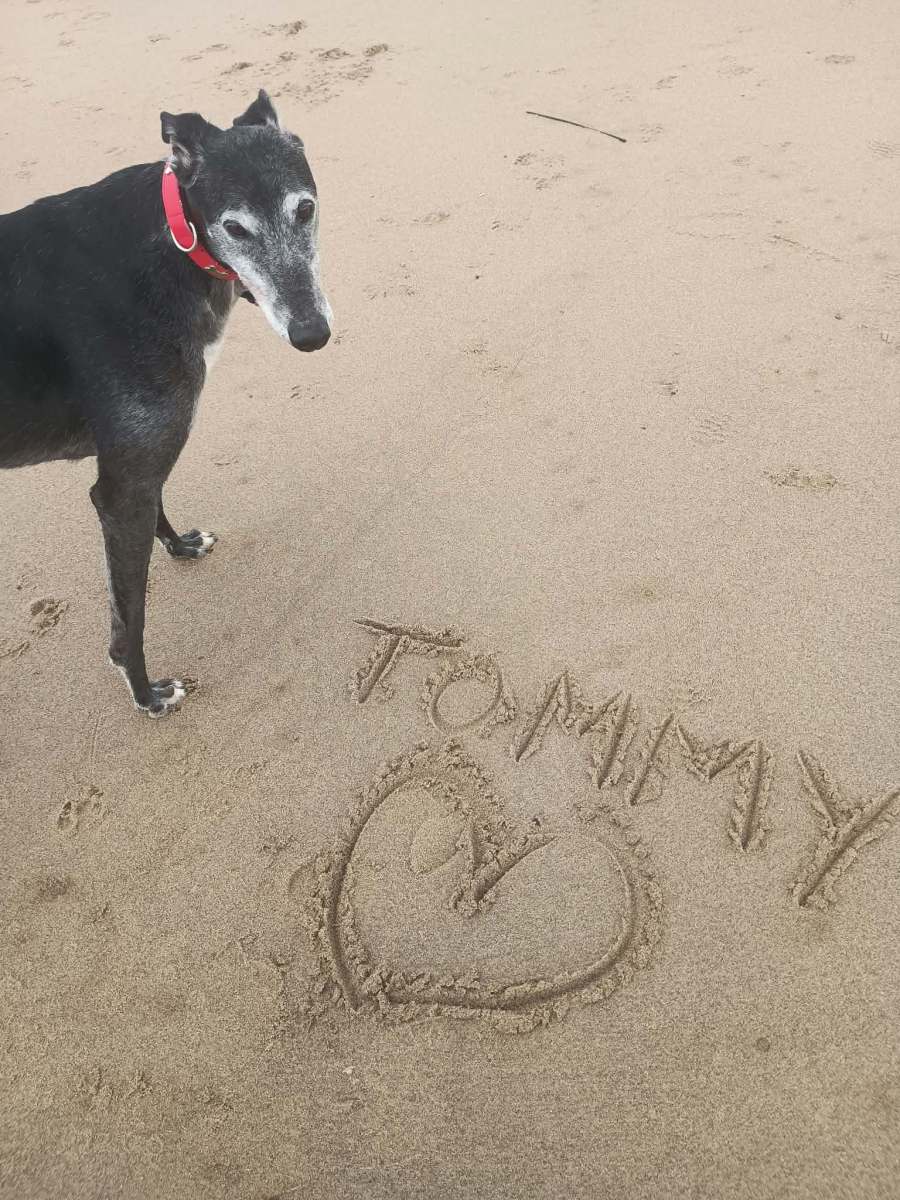 Sir Tommy (homed 12th October)