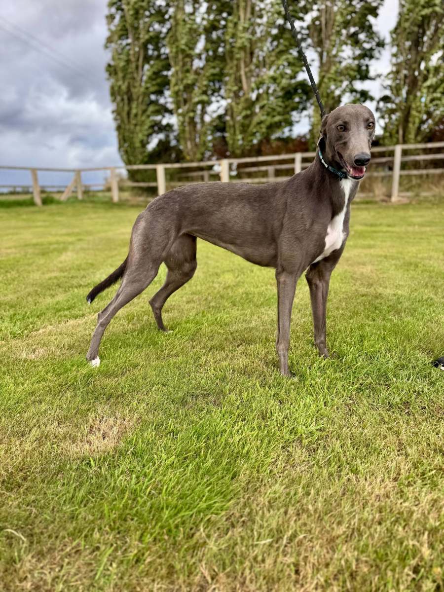 Ruby (reserved on trial)